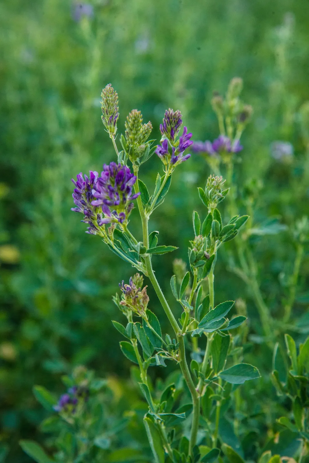 Flores de alfalfa