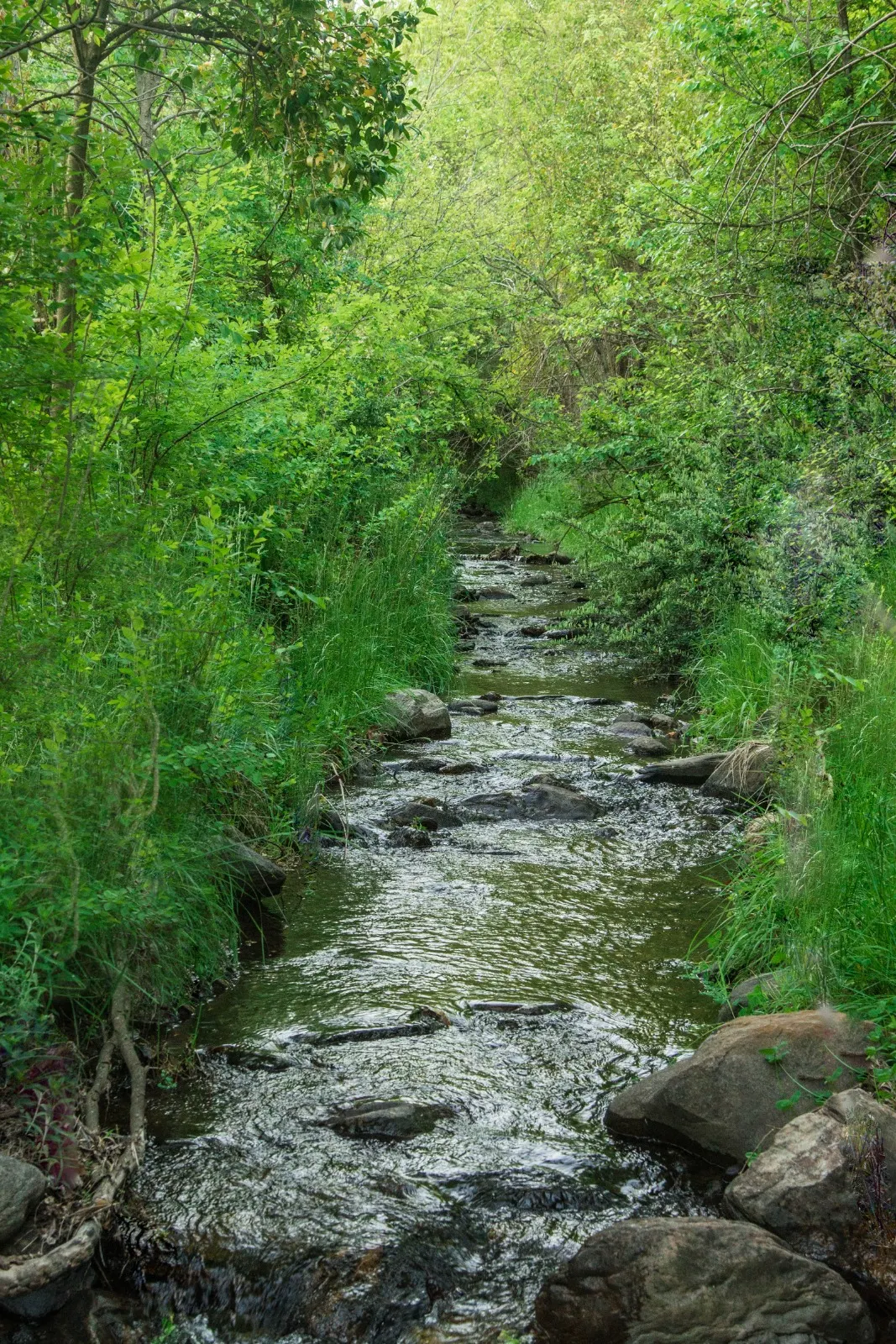 Arroyo de piedra entre vegetación