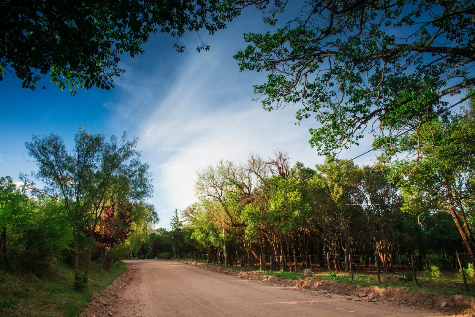 Camino de tierra bordeado de árboles