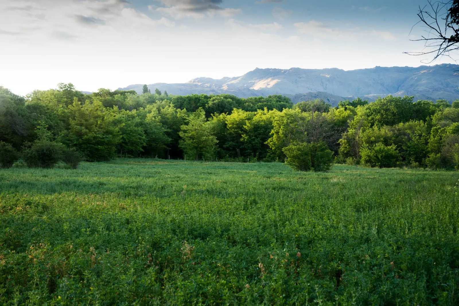 Campo verde con las sierras al fondo