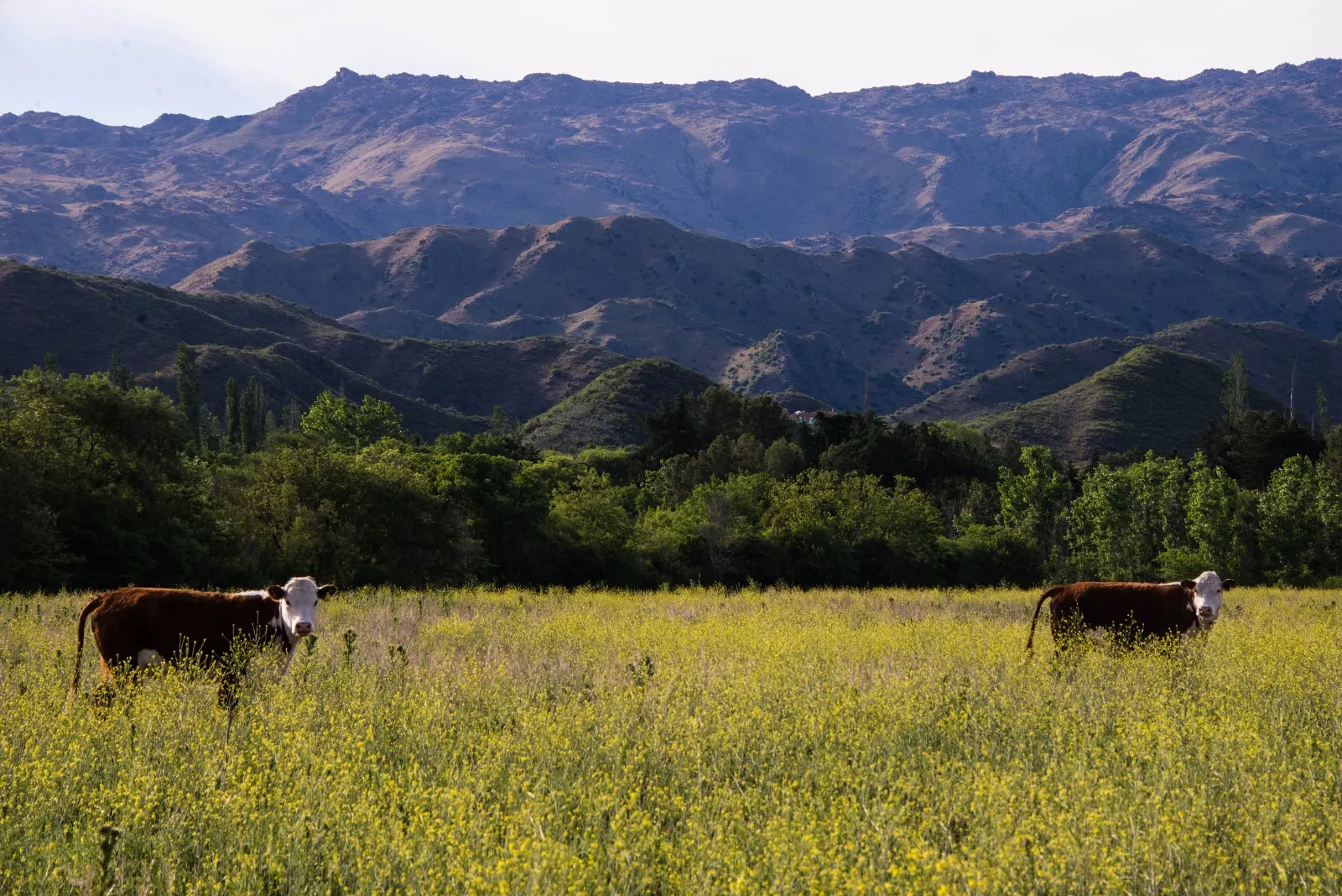 Vacas pastando frente a las sierras