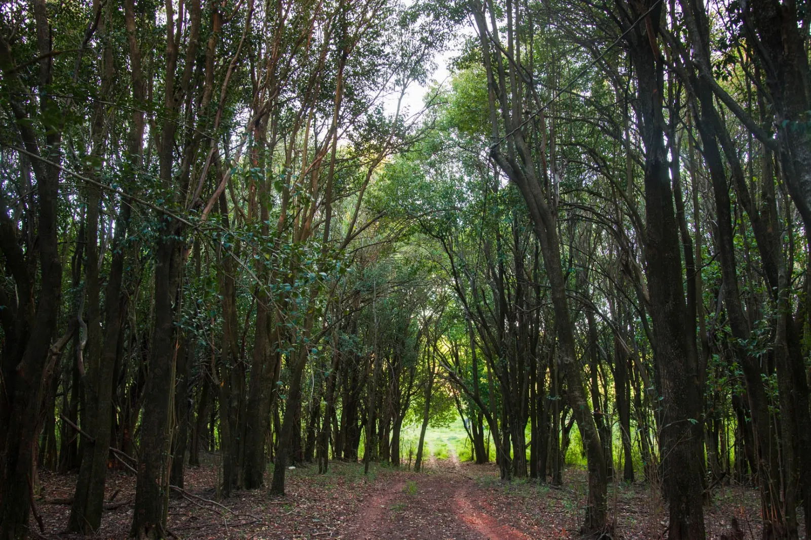Sendero entre el monte nativo